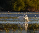 Lac-de-Grand-Lieu-grande-aigrette-DSC 8008