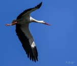 Lac-de-Grand-Lieu-Cigogne-blanche-DSC 1233