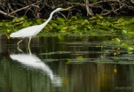Lac-de-Grand-Lieu-Grande-aigrette-DSC 2750