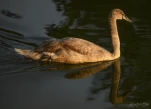 Lac-de-Grand-Lieu-Cygne-tubercule-juvenile-DSC 1177