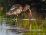 Lac-de-Grand-Lieu-Ibis-falcinelle-DSC 5543-2