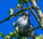 Lac-de-Grand-Lieu-Orite-a-longue-queue-DSC 1076