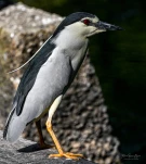 Lac-de-Grand-Lieu-Bihoreau-gris-DSC 1641-2-2