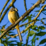 Lac-de-Grand-Lieu-Bergeronnette-des-ruisseaux-DSC 4418-2