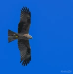 Lac-de-Grand-Lieu-Milan-noir-DSC 0710