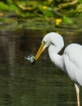 Lac-de-Grand-Lieu-Grande-aigrette-DSC 2690