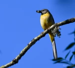 Lac-de-Grand-Lieu-Bergeronnette-des-ruisseaux-DSC 4039-2