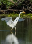 Lac-de-Grand-Lieu-Grande-aigrette-DSC 2765