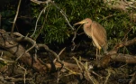 Lac-de-Grand-Lieu-Heron-pourpre-DSC 9567