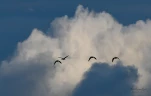 Lac-de-Grand-Lieu-Ibis-falcinelle-nuage-DSC 5914-2-2