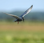Lac-de-Grand-Lieu-Guifette-moustac-DSC 4191