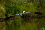 Lac-de-Grand-Lieu-Heron-cendre-en-vol-DSC 0759