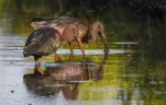 Lac-de-Grand-Lieu-Ibis-falcinelle-DSC 5605-2