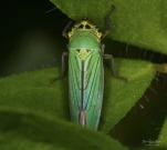 cicadelle-verte-dSC 5742