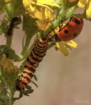 chenille-goutte-de-sang-iMG 0196