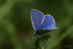 papillon-lycene-bleu-dSC 0906