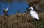 Aigrette-garzette-DSC 0401