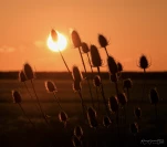 Coucher-soleil-cardere-DSC 6753