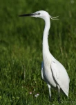 Aigrette-garzette-DSC 4061