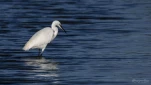 Aigrette-garzette-DSC 6093