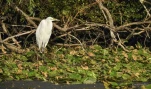 Lac-de-Grand-Lieu-Aigrette-garzette-DSC 9464