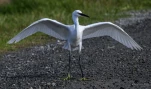 Aigrette-garzette-DSC 7578
