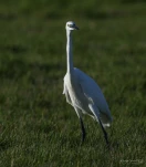 Aigrette-garzette-DSC 2526-2