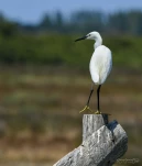 Aigrette-garzette-DSC 8146