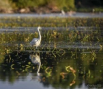 aigrette-garzette-DSC 7888