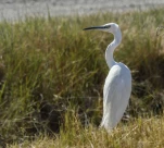 Aigrette-garzette-DSC 5000
