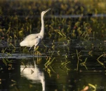 aigrette-garzette-DSC 7881