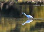 Lac-de-Grand-Lieu-Aigrette-garzette-DSC 8365