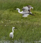 Duo-gambette-Aigrette-garzette-DSC 2489-insolite-2