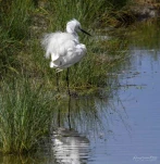 Aigrette-garzette-DSC 8526