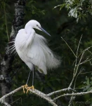 Aigrette-garzette-DSC 9993