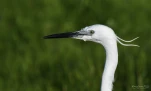 Aigrette-garzette-DSC 4061-2