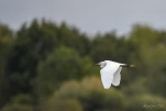 Lac-de-Grand-Lieu-Aigrette-garzette-en-vol-DSC 7562