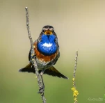 Gorgebleue-a-miroir-DSC 1463-insolite