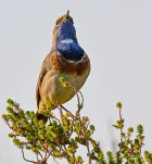 Gorgebleue-a-miroir-DSC 5504