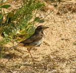 Gorgebleue-a-miroir-femelle-DSC 6307