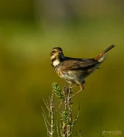 Gorgebleue-a-miroir-DSC 0069