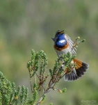 Gorgebleue-a-miroir-DSC 3333