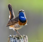 Gorgebleue-a-miroir-DSC 6383