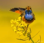 Gorgebleue-a-miroir-colza-DSC 5861-3