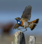 Gorgebleue-a-miroir-DSC 9666-1