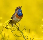 Gorgebleue-a-miroir-colza-DSC 5881