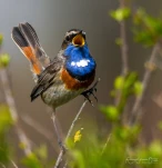 Gorgebleue-a-miroir-DSC 6573-2-gp