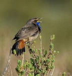 Gorgebleue-a-miroir-DSC 4140-2