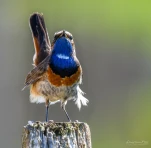 Gorgebleue-a-miroir-DSC 6384