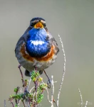 Gorgebleue-a-miroir-4618-bis